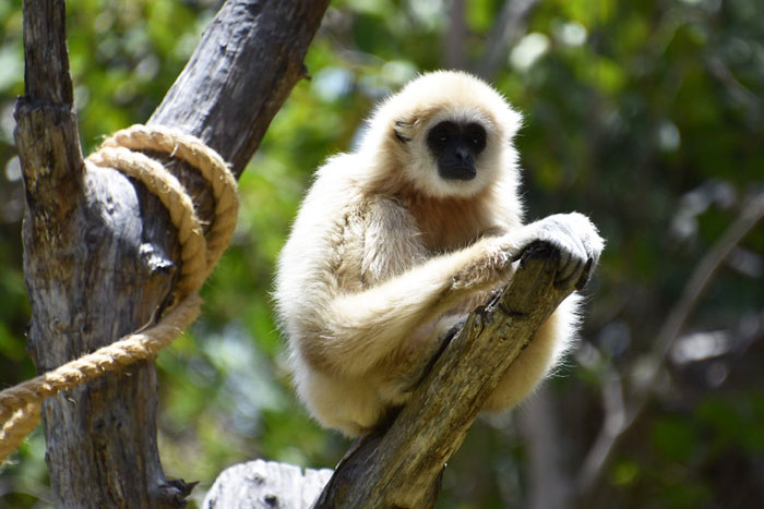 Primaten in Palmitos Park op Gran Canaria Foto Ljudmilla Völkel