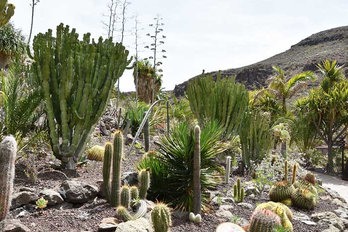 Cactus en Palmitos Park op Gran Canaria foto de Ljudmilla Völkel