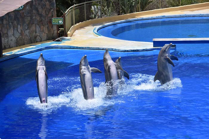 Espectáculos de delfines en Palmitos Park en Gran Canaria Foto Ljudmilla Völkel