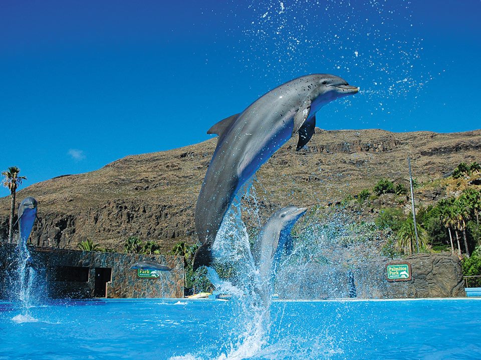 Los espectáculos de delfines deleitan al público en Palmitos Park
Foto Parque Palmitos