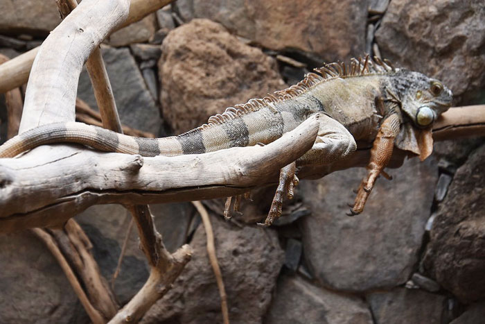 Reptiles y lagartos en Palmitos Park en Gran Canaria Foto Ljudmilla Völkel