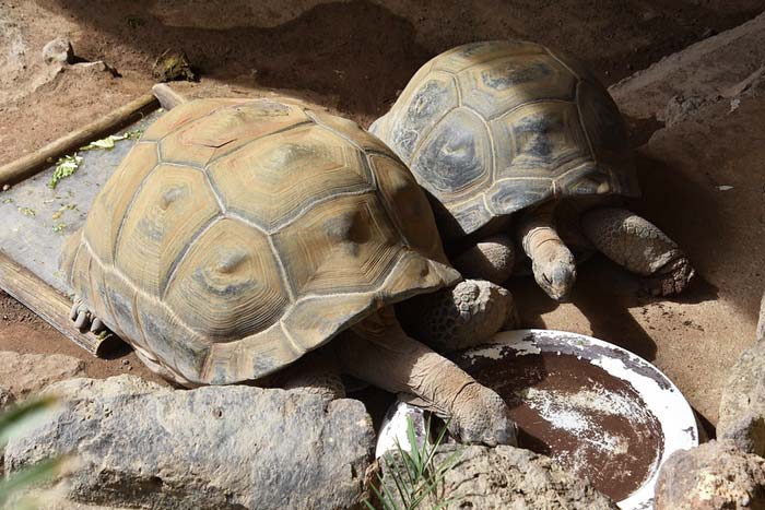 Schildpadden in Palmitos Park op Gran Canaria Foto Ljudmilla Völkel